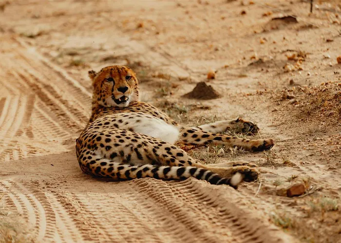 Radisson Safari